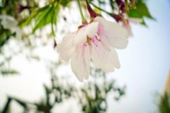 八字带魁罡的女人,月柱带魁罡吗