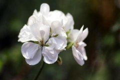 石榴木和大林木的姻缘，石榴木和大林木和吗