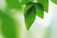 石榴木遇大海水的破法，石榴木如何化解大海水