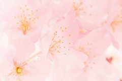 丙申日男命看婚姻，丙申日柱男婚姻怎么样