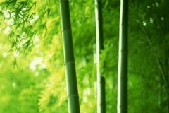 八字辛卯松柏木好不好，辛卯松柏木吉凶