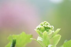 喜用神为金要怎么做,喜用神金如何提运