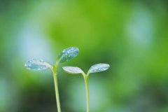 海中金命是什么意思，海中金命好不好