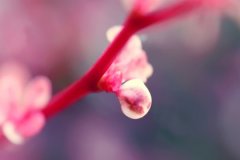 乙未日生于卯月解析，乙未日生于卯月命运好吗