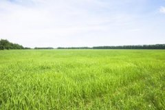 己巳日生于寅月解析，己巳日生于寅月命运好吗