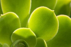 壬申日生于未月解析，壬申日生于未月命运好吗