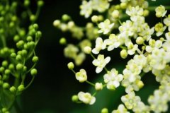 金箔金和大海水配吗？ 金箔金和大海水相克吗