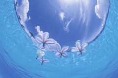 石榴木遇到海中金可好，石榴木喜见海中金