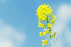 男命八字纯阳，男人八字全阳的宿命