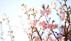 七杀格与什么命配，七杀格女命姻缘