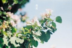 八字华盖星什么？是不好的星宿吗？