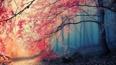 奇门遁甲排盘下载，奇门九星是指哪九星？
