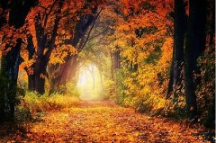 哪些日子有乙巳时？乙巳时出生的人命好不好？