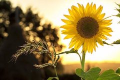 命理学中的日柱是什么意思,四柱中日柱代表什么