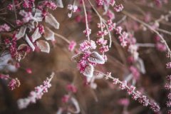 丙子日生于卯月解析，丙子日生于卯月命运好吗