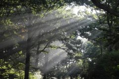戊子日生于丑月解析，戊子日生于丑月命运好吗