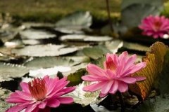 壬申日与丙辰日配吗，壬申日柱与丙辰日柱是否