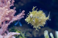 大海水和大溪水配吗，大海水和大溪水婚姻如何