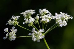 丙子日与癸丑日配吗，丙子日柱与癸丑日柱是否