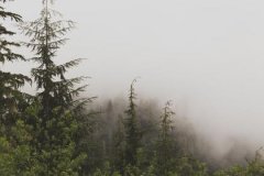 丁巳日生于未月解析，丁巳日生于未月命运好吗