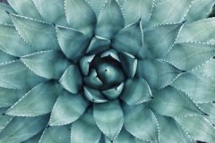 甲申日与丙戌日配吗，甲申日柱与丙戌日柱是否