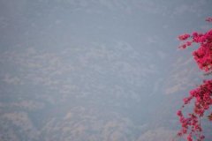 霹雳火缺木，霹雳火命五行缺木怎么办