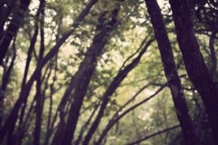 癸亥日生于申月解析，癸亥日生于申月命运好吗
