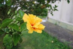沙中土和城头土配吗，沙中土和城头土婚姻如何