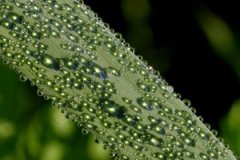 癸未日与戊子日配吗，癸未日柱与戊子日柱是否