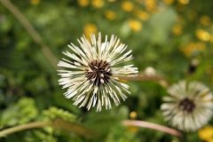 癸巳日与乙巳日配吗，癸巳日柱与乙巳日柱是否