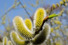 戊寅日与辛巳日配吗，戊寅日柱与辛巳日柱是否