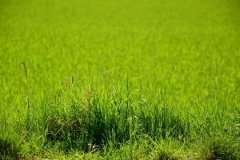 乙未日与乙酉日配吗，乙未日柱与乙酉日柱是否