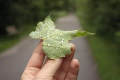 庚寅日与辛巳日配吗，庚寅日柱与辛巳日柱是否