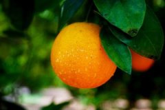 丙子日与己亥日配吗，丙子日柱与己亥日柱是否