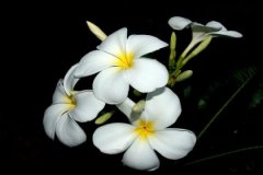 甲戌日与壬子日配吗，甲戌日柱与壬子日柱是否
