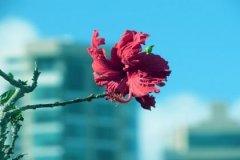 天河水和桑柘木配吗，天河水和桑柘木婚姻如何