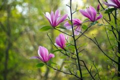 癸亥日与甲申日配吗，癸亥日柱与甲申日柱是否