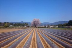 丙申日生于巳月解析，丙申日生于巳月命运好吗