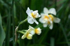 丁酉日生于亥月解析，丁酉日生于亥月命运好吗