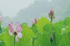 丙寅日与戊申日配吗，丙寅日柱与戊申日柱是否