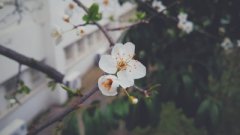 大林木和城头土配吗，大林木和城头土婚姻如何