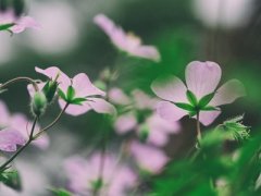 壬寅日与己亥日配吗，壬寅日柱与己亥日柱是否