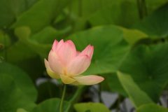 庚申日与乙亥日配吗，庚申日柱与乙亥日柱是否