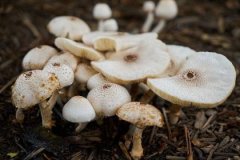 甲子日与戊子日配吗，甲子日柱与戊子日柱是否