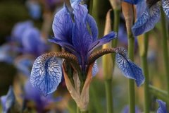 戊寅日与戊辰日配吗，戊寅日柱与戊辰日柱是否