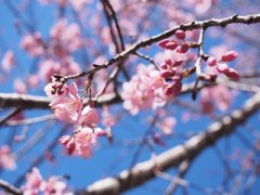 癸巳日与戊子日配吗，癸巳日柱与戊子日柱是否