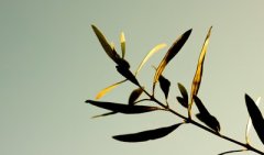 己巳日与丙子日配吗，己巳日柱与丙子日柱是否
