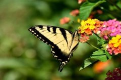 松柏木缺土，松柏木命五行缺土怎么办