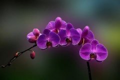 乙未日柱的配偶怎么样？乙未日看配偶