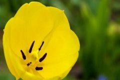 丁亥日生于申月解析，丁亥日生于申月命运好吗